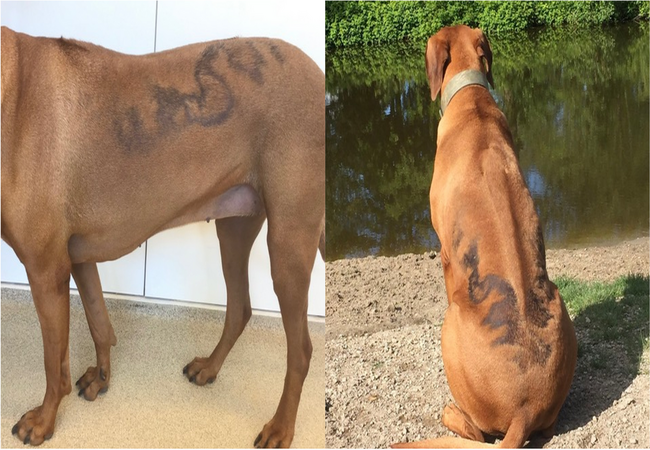 Vet’s 2025 Guide to Seasonal Flank Alopecia in Dogs 🩺 Understanding, Managing & Supporting