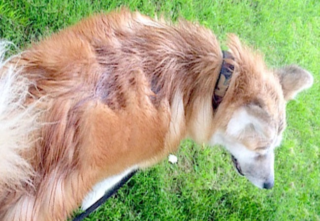 Vet’s 2025 Guide to Sebaceous Adenitis in Dogs 🩺 Causes, Diagnosis & Lifelong Management