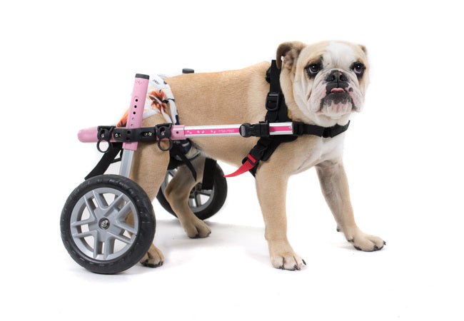 🩺 Vet’s 2025 Guide to Spina Bifida in Dogs