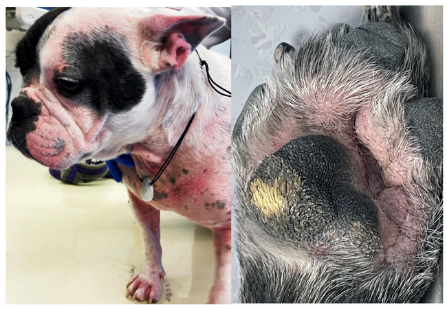 Vet’s 2025 Guide to Sterile Nodular & Granulomatous Dermatoses in Dogs 🩺 Nodules, Diagnosis, & Therapy