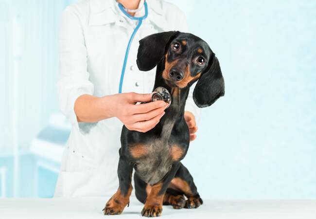 Vet’s 2025 Guide to Steroid‑Responsive Meningitis–Arteritis (SRMA) in Dogs🩺