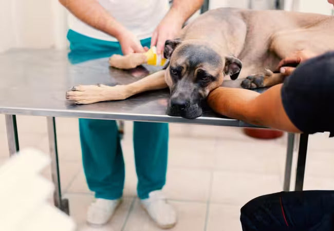 Vet’s 2025 Guide to Traumatic Shock in Dogs Recognize, Respond & Recover🩺