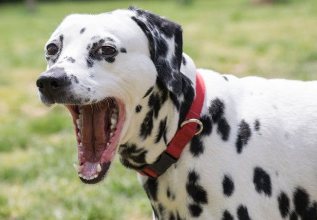 Vet’s 2025 Guide to Trigeminal Neuritis in Dogs “Dropped Jaw” Explained🩺