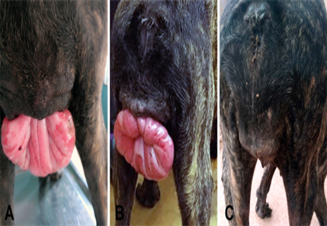 Vet’s 2025 Guide to Vaginal Hyperplasia & Prolapse in Dogs 🩺🐾