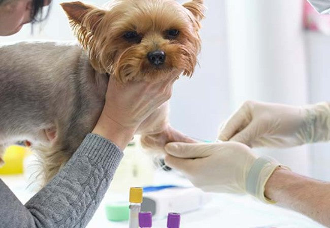 Vet’s Guide to Canine Pancreatic Adenocarcinoma 🩺 2025