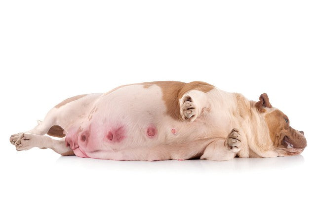 Vet’s Guide to Lumps, Bumps & Cysts in Dogs in 2025 🩺🐕