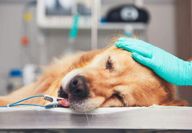 Vet’s Guide to Lung Cancer in Dogs in 2025 🩺🐶
