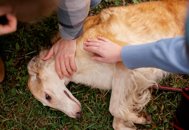 Vet’s Guide to Syncope (Fainting) in Dogs: Causes, Diagnosis & Care 2025 💤🐾
