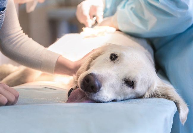 Veterinarian’s 2025 Guide to Canine Pneumocystosis | Diagnosis, Treatment & Recovery🐾
