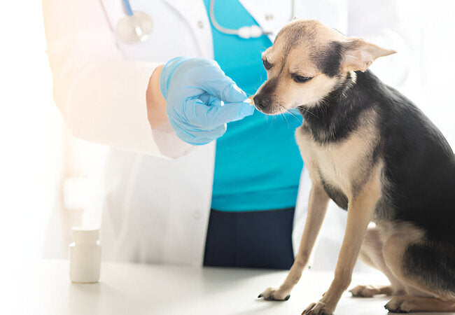 Veterinary Antibiotic Use & Misuse in 2025: A Vet’s Guide to Responsible Treatment 🐶💉