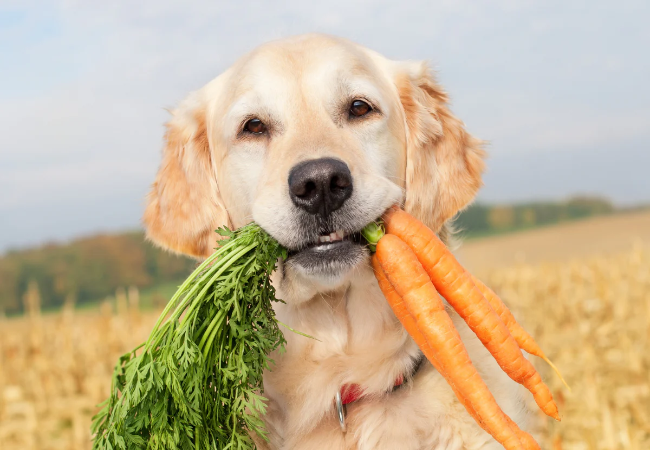Veterinary Guide: Can Carrots Improve Your Dog’s Eyesight? 2025 🐶🩺