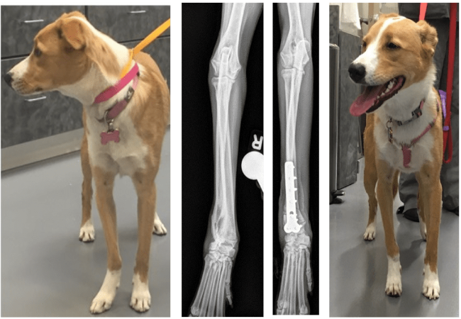 Veterinary Guide to Antebrachial Growth Deformities in Dogs (2025)🐶