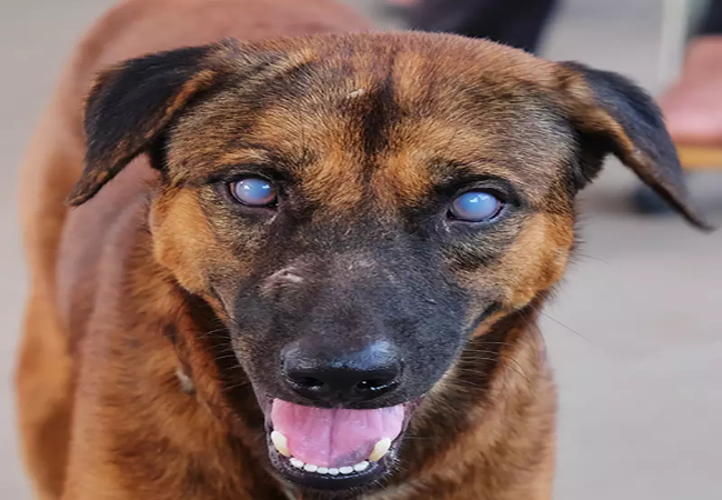 Veterinary Guide to Anterior Uveitis in Dogs 2025 🐶
