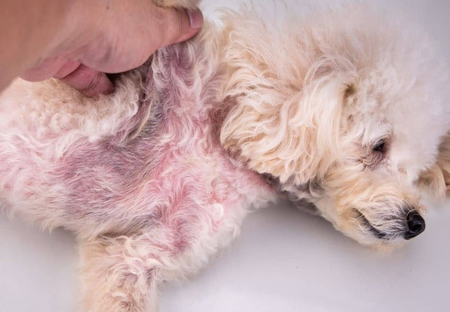 Veterinary Guide to Canine Candidiasis 2025: Symptoms, Diagnosis & Prevention 🐾🩺