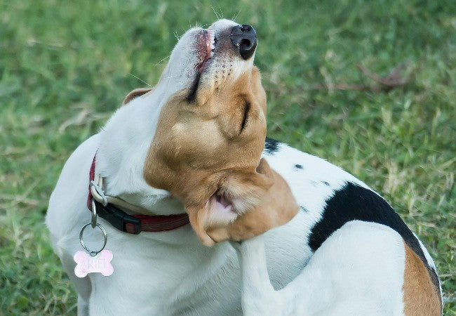 Veterinary Guide to Canine Cholesteatoma (Ear Cysts) 2025🐶🩺
