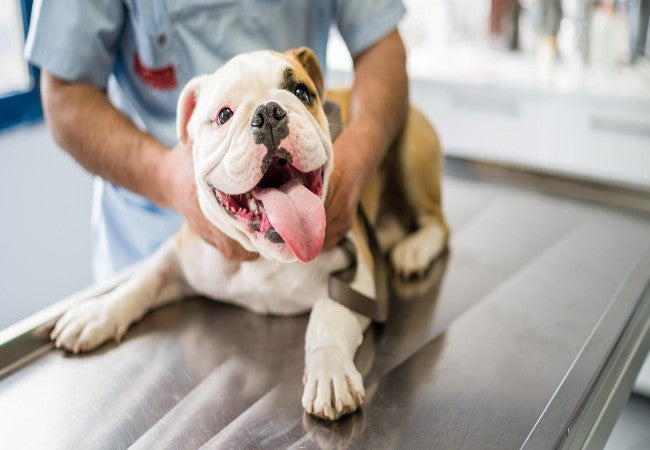 Veterinary Guide to Canine Chronic Active Hepatitis (2025) 🐶🩺