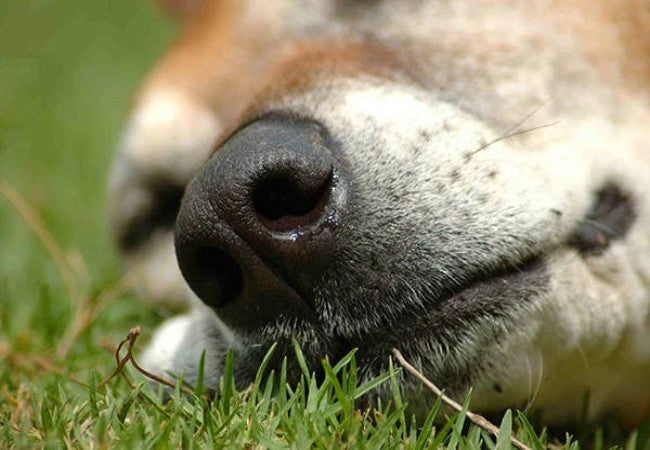 Veterinary Guide to Canine Cryptococcosis (2025)🐶