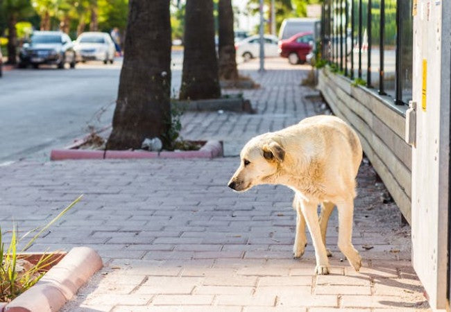 Veterinary Guide to Canine Cysticercosis (2025)🐶