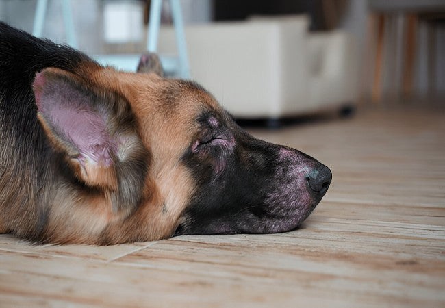 Veterinary Guide to Canine Dermatomyositis 2025 🩺🐶