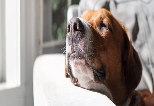 Veterinary Guide to Canine Dry Nose & Illness 2025 🩺🐶
