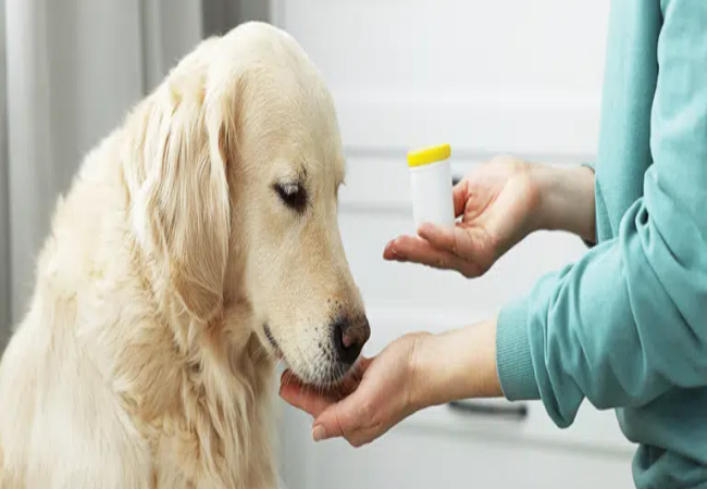 Veterinary Guide to Canine Gastrointestinal Adenomas 2025 🩺🐶