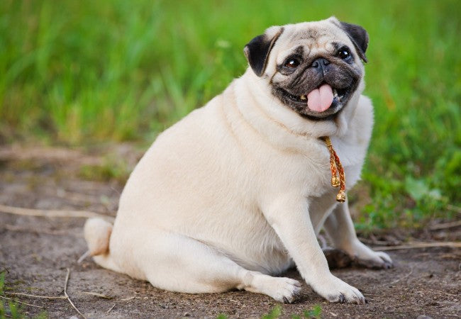 Veterinary Guide to Canine Hyperthermia & Heatstroke 2025 🩺🐶