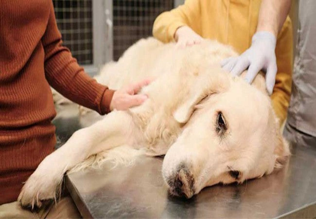 Veterinary Guide to Canine Inflammatory Bowel Disease 2025 🩺🐶