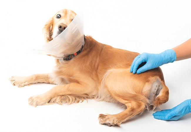 Veterinary Guide to Canine Inguinal Hernia 2025 🩺🐶