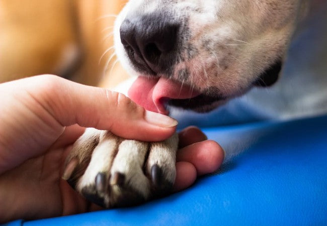 Veterinary Guide to Canine Interdigital Cysts 2025 🩺🐶