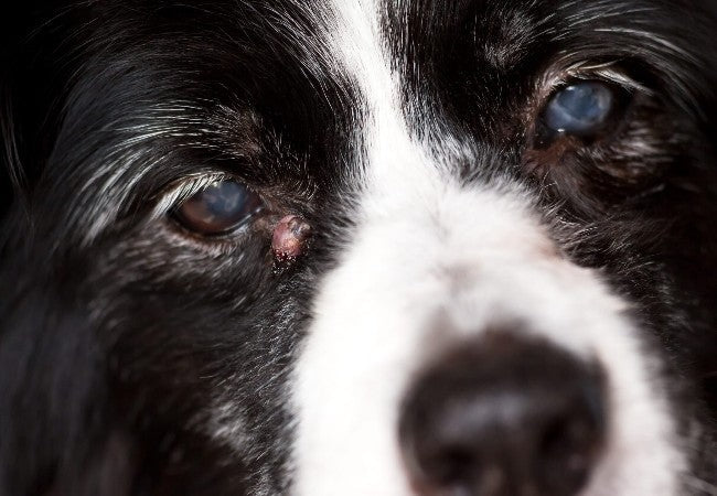 Veterinary Guide to Canine Iridociliary Cysts 2025 🩺🐶