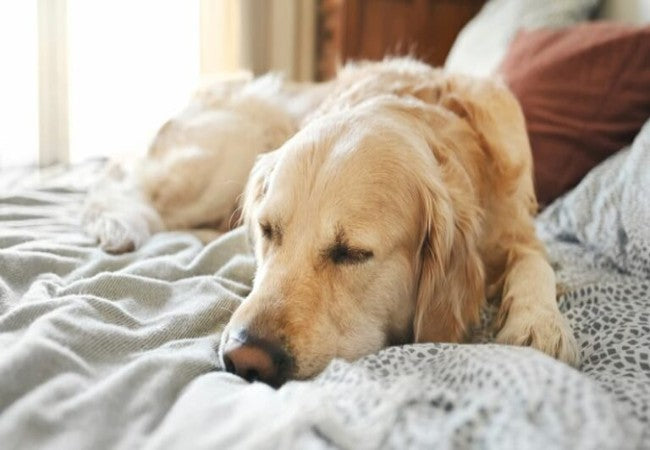 Veterinary Guide to Canine Irritable Bowel Syndrome (IBS) 2025 🐶