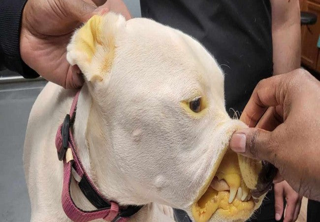 Veterinary Guide to Canine Jaundice (Icterus) 2025 🐶