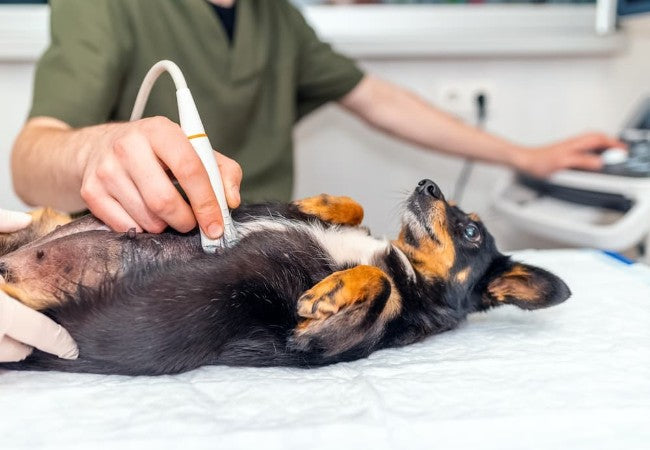 Veterinary Guide to Canine Kidney Infections (Pyelonephritis) 2025 🐶🩺