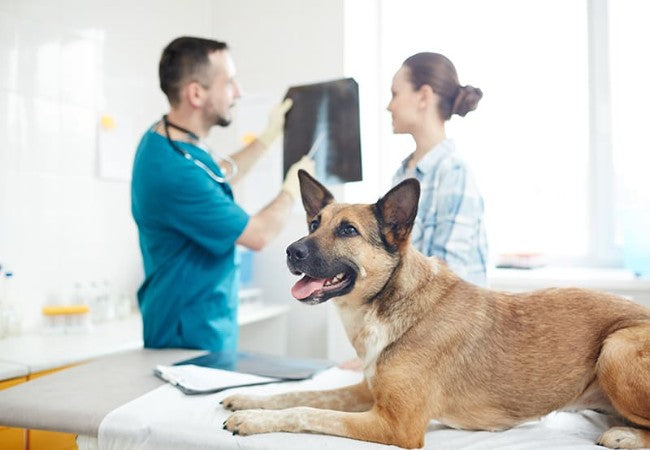 Veterinary Guide to Canine Lactic Acidosis 2025 🐶💉🩺