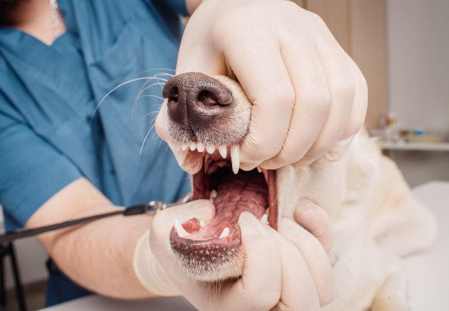 Veterinary Guide to Canine Laryngeal Disease (Paralysis) 2025 🐶🩺