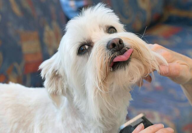 Veterinary Guide to Canine Laryngeal & Tracheal Chondrosarcoma 2025: Diagnosis, Treatment & Prognosis 🐾🎗️