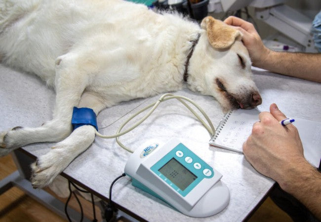 Veterinary Guide to Canine Left Atrial Wall Tears 2025: Diagnosis, Treatment & Heart Support 🐾❤️