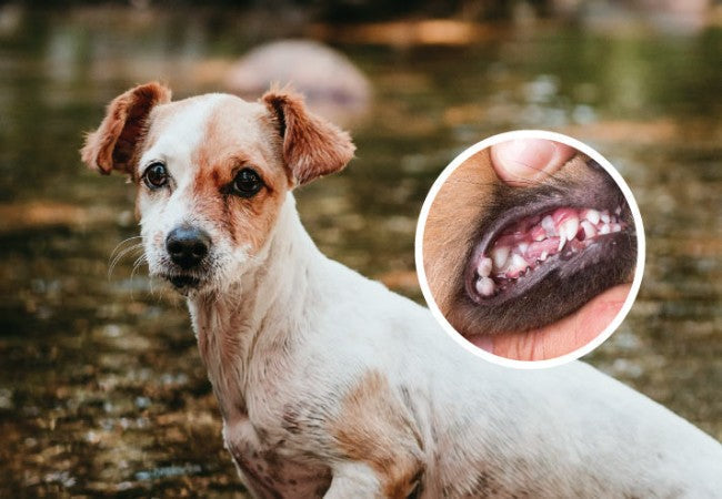 Veterinary Guide to Canine Leptospirosis 2025 🐶💧🩺