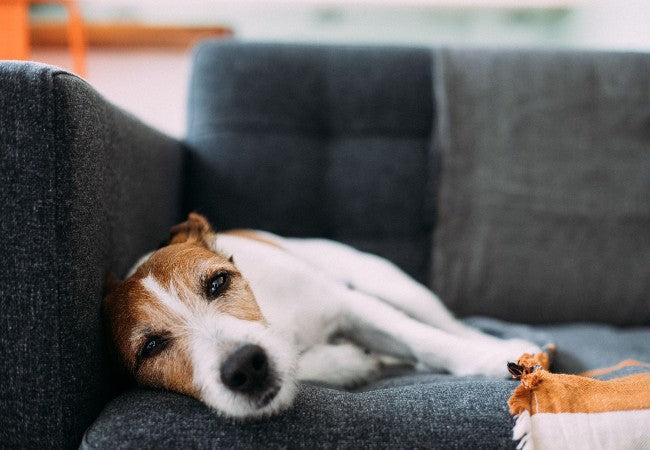 Veterinary Guide to Canine Liver Disease 2025 🐶🍃🩺