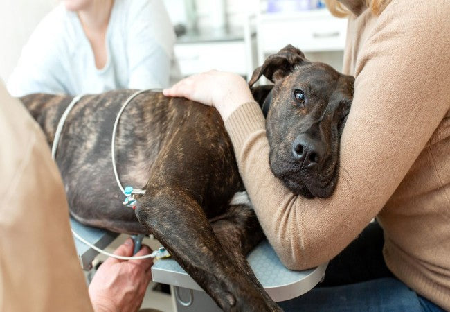 Veterinary Guide to Canine Liver & Gallbladder Cancer 2025 🐶🎗️🩺