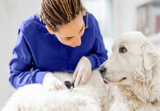 Canine Melanoma 2025: Vet-Approved Detection & Treatment Guide 🐕⚕️