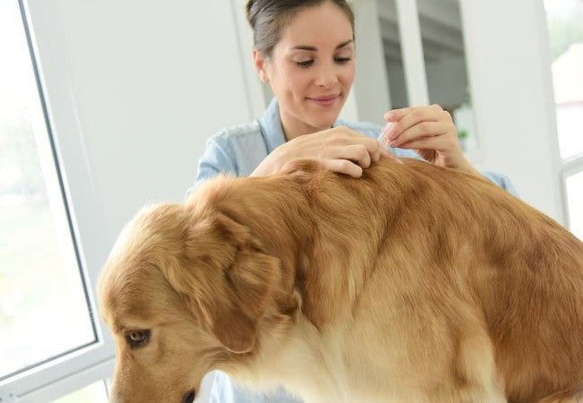 Veterinary Guide to Canine Meningitis & Meningoencephalitis 2025 🐶🧠