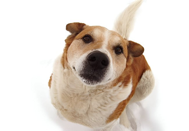 Veterinary Guide to Canine Mesothelioma 2025 🐶🩺