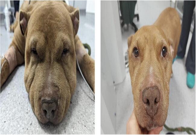 Veterinary Guide to Canine Myxedema Coma 2025: Emergency Diagnosis, Treatment & Recovery 🐶🩺