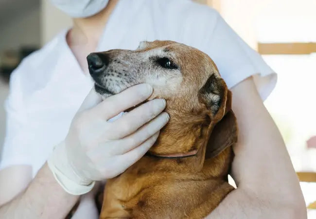 Veterinary Guide to Canine Nicotine Poisoning 2025: Emergency Response & Prevention 🐶🚭
