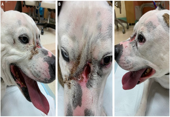 Veterinary Guide to Canine Perirenal Pseudocysts 2025 🐶🩺
