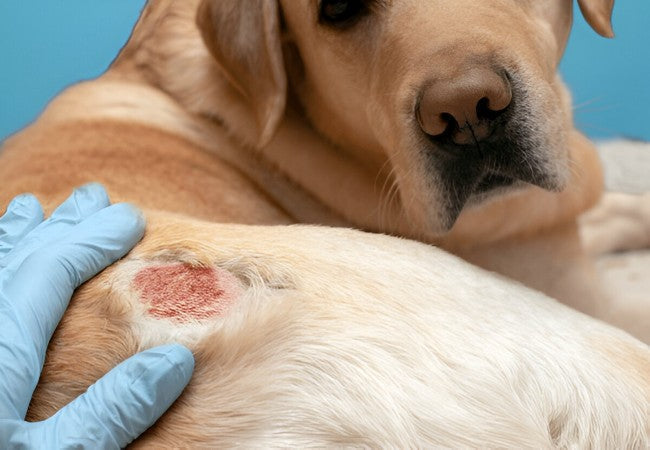 Veterinary Guide to Canine Phlebitis (Thrombophlebitis) 2025 🩺🐶