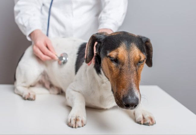 Veterinary Guide to Canine Renal (Kidney) Adenocarcinoma 2025 🐶