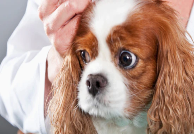 Veterinary Guide to Canine Reovirus Infections 2025 🐶