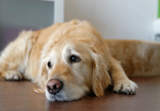 Veterinary Guide to Canine Rotavirus Infections 2025 🩺🐶
